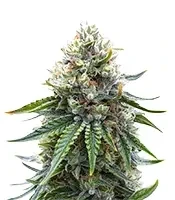 White Widow (RQS) Cannabis-Samen