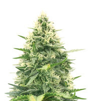 + Speed Auto (Sweet Seeds) Cannabis-Samen