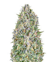 Auto Pineapple Glue strain
