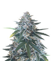 King’s Kush Auto CBD (GHS) Cannabis-Samen