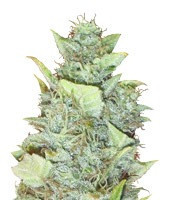Bubba Gum Auto strain