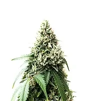 Apple Bloosom Auto (Humboldt Seed Company)