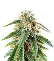 Auto Masszar (Critical Mass Collective Seeds) Cannabis-Samen