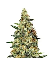 Neville's Haze (GHS) Cannabis-Samen