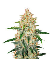 Z Auto (Cali Buds Seeds) Cannabis-Samen
