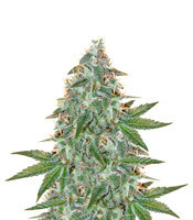 Jean Guy (House of the Great Gardener Seeds) Cannabis-Samen