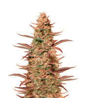 Auto Banana Blaze (Dutch Passion) Cannabis-Samen