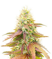 CBD Apple Betty Auto (Herbies Seeds)