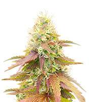 CBD Apple Betty Auto Feminized Seeds (Herbies Seeds)