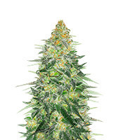 Critical Sensi Star Early Version (Delicious Seeds)