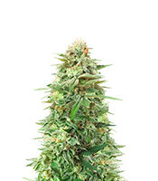 Gorilla SFV OG (Expert Seeds) Cannabis-Samen