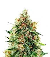 Train Wreck (GHS) Cannabis-Samen