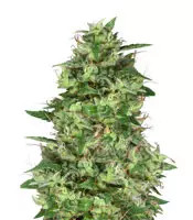Trippy Gorilla (Big Head Seeds) Cannabis-Samen
