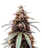 Z (Big Head Seeds) Cannabis-Samen