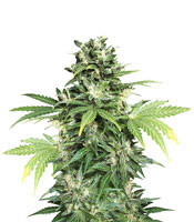 Auto Kaya 47 (Advanced Seeds) Cannabis-Samen