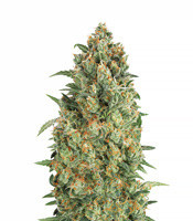 Auto Strawberry Gum (Advanced Seeds) Cannabis-Samen