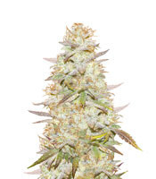 Headstash (Karma Genetics) Cannabis-Samen