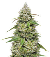 Mokum's Tulip (Dutch Passion) Cannabis-Samen