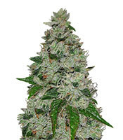Ocean Grown Cookies (Dinafem Seeds) Cannabis-Samen