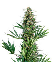 Sensi #741 (Sensi Seeds) Cannabis-Samen