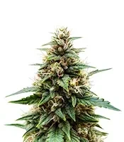 Crop Doctor CBD (Cream of the Crop Seeds)