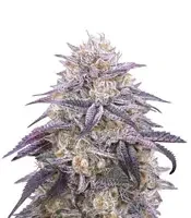 King's Juice Auto (GHS)