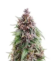 Oreoz (00 Seeds)