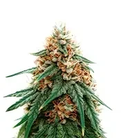 Psychotropic Mass (Critical Mass Collective Seeds) Cannabis-Samen