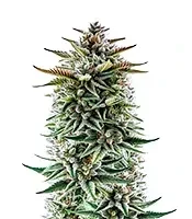 Buzz Bomb (Bomb Seeds) Cannabis-Samen