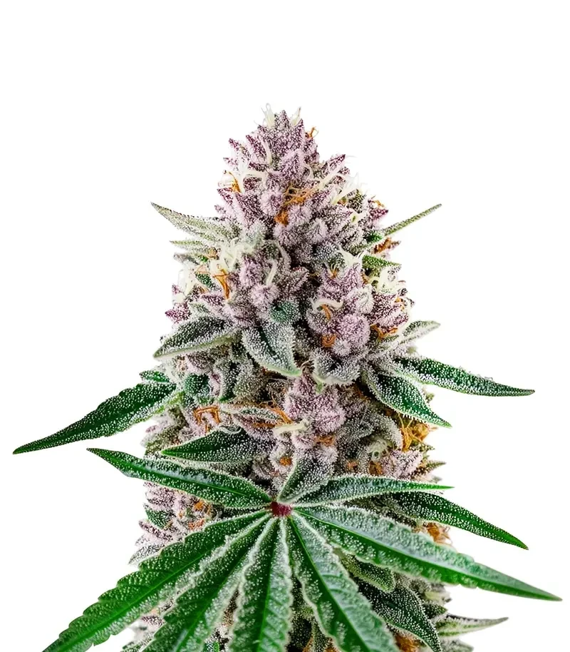 Papaya Sour Spritz (Green House Seeds)