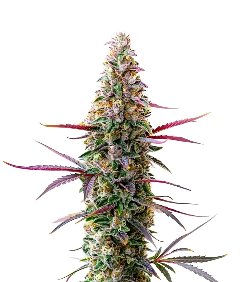Red Banana Berry XXL (Growers Choice)