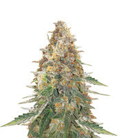 Green Gelato Automatic feminized seeds