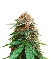 Mimosa Champagne (Female Seeds) Cannabis-Samen