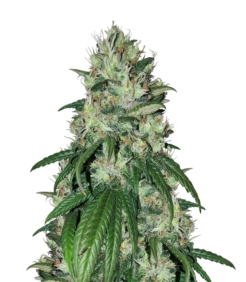 Bruce Banner strain