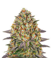 Banana Punch Feminized Seeds (Barney's Farm)