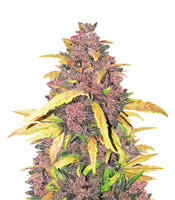 LSD-25 Auto feminisierte Samen