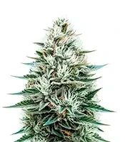 Copacabana Auto (Flash Seeds)