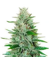 LFG (Barney's Farm)