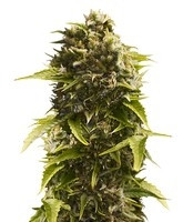Bubba Cheese Auto strain