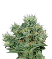 The Doctor (GHS) Cannabis-Samen