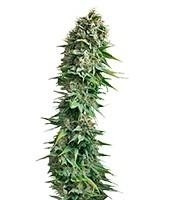 Fruit Spirit (RQS) Cannabis-Samen