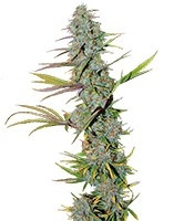 LA Confidential (DNA Genetics) Cannabis-Samen