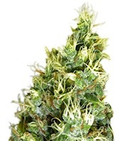 Double Dutch regular (Serious Seeds) Cannabis-Samen