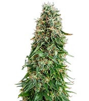 White Siberian (Dinafem Seeds) Cannabis-Samen