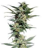 Big Devil #2 strain