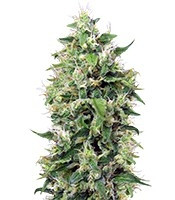 Blow Mind Auto (Sweet Seeds) Cannabis-Samen