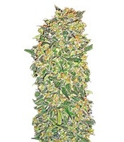 Chocolate Kush (00 Seeds)
