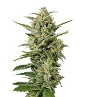 White Widow XXL Autoflowering (Dinafem Seeds) Cannabis-Samen