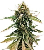 Auto Frisian Dew feminized seeds