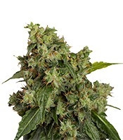 Auto Xtreme (Dutch Passion) Cannabis-Samen